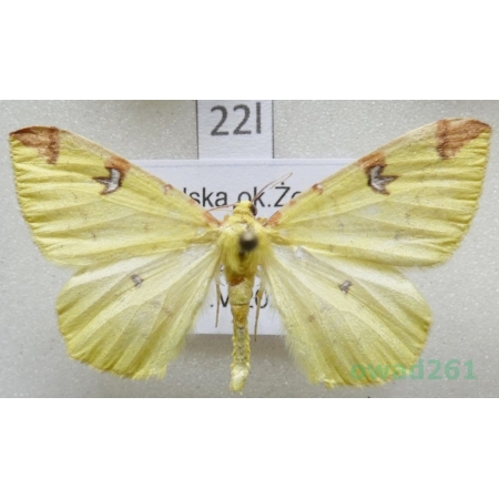 Opisthograptis luteolata (Linnaeus, 1758) Poland22l
